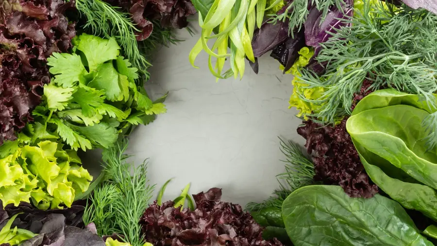 Pinscher toy: le verdure migliori da dare al proprio amico a 4 zampe