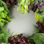 Pinscher toy: le verdure migliori da dare al proprio amico a 4 zampe