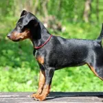 La scelta dell’alimentazione per i pinscher toy