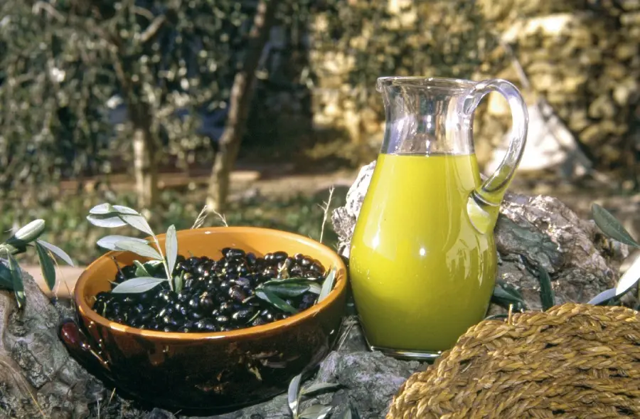 Olio d’oliva ai cani: fa bene o male?