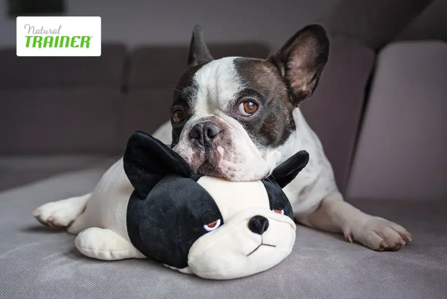 Natural trainer il miglior cibo per i cani di piccola taglia