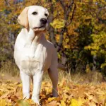 Perché scegliere un Labrador Retriever