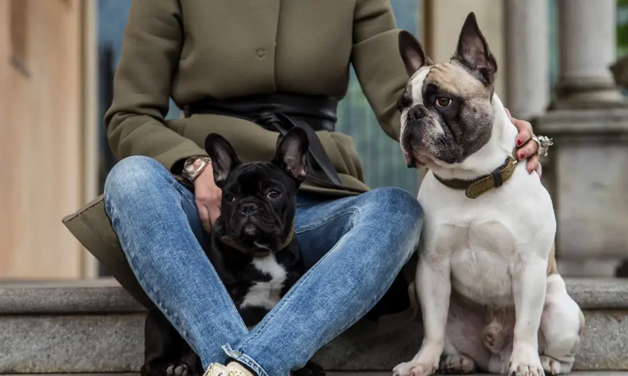 Accessori per cani di lusso: collari, guinzagli, borse