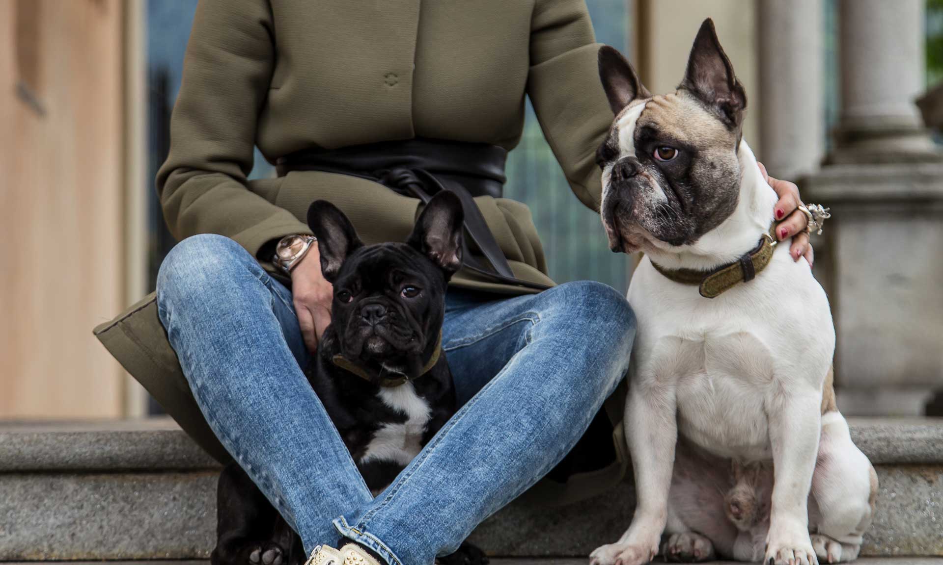 Accessori per cani di lusso: collari, guinzagli, borse