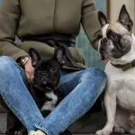 Accessori per cani di lusso: collari, guinzagli, borse