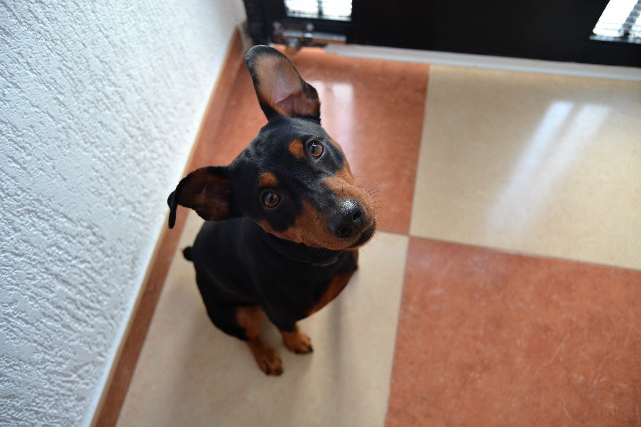 Il pinscher che vive in appartamento