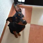 Il pinscher che vive in appartamento