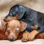 Quali sono i migliori farmaci antipulci?