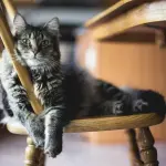 Accudire un gatto: i principali accorgimenti da considerare