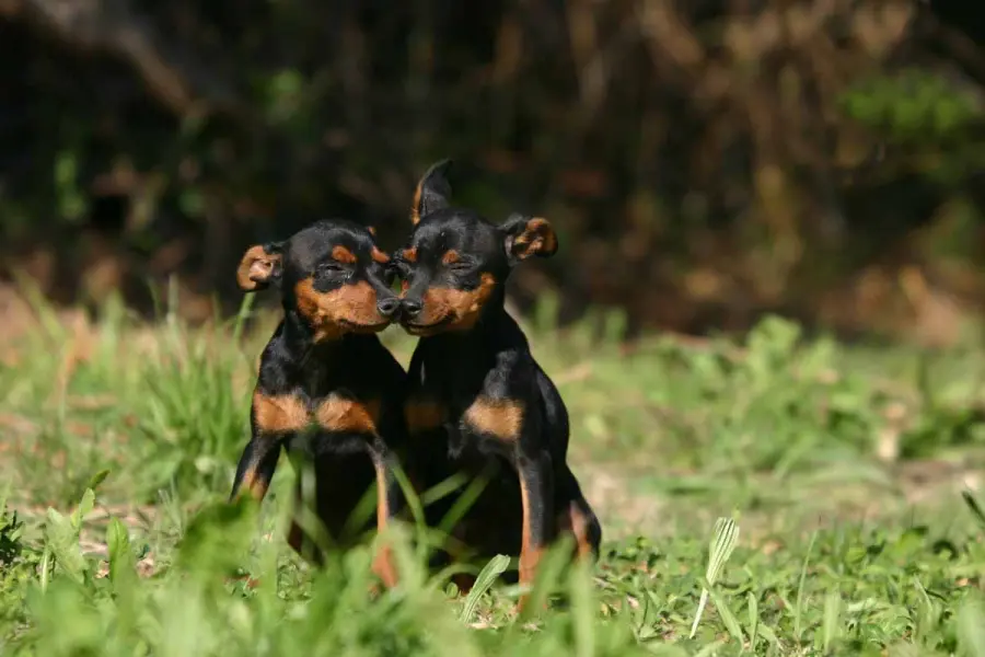 Perché rivolgersi ad un allevamento per un cucciolo