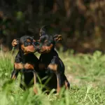 Perché rivolgersi ad un allevamento per un cucciolo