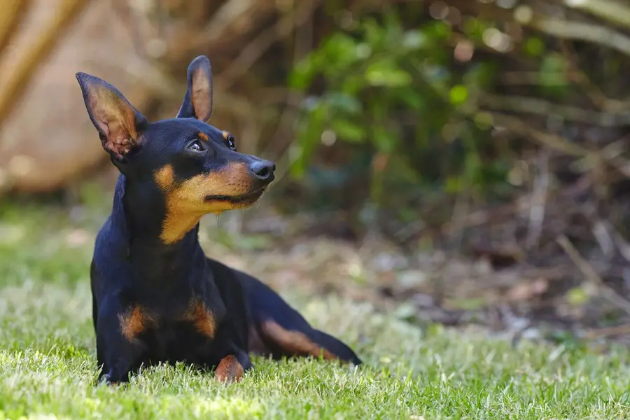 Il Pinscher soffre la solitudine lo sapevate?