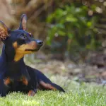 Il Pinscher soffre la solitudine lo sapevate?