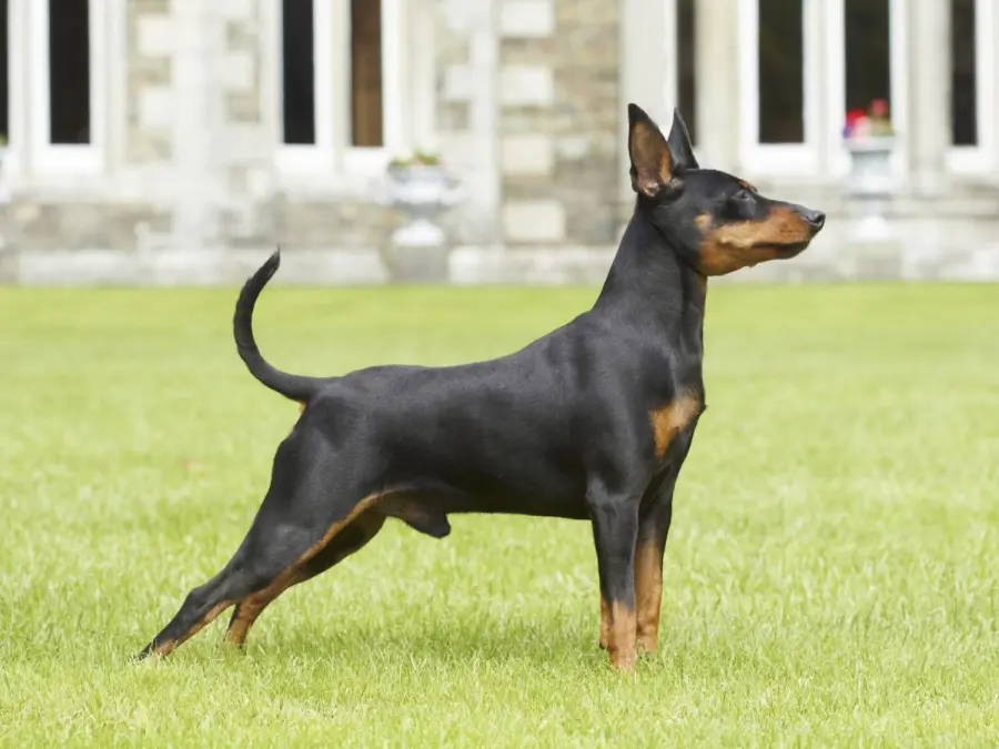 Le malattie congenite del Pinscher