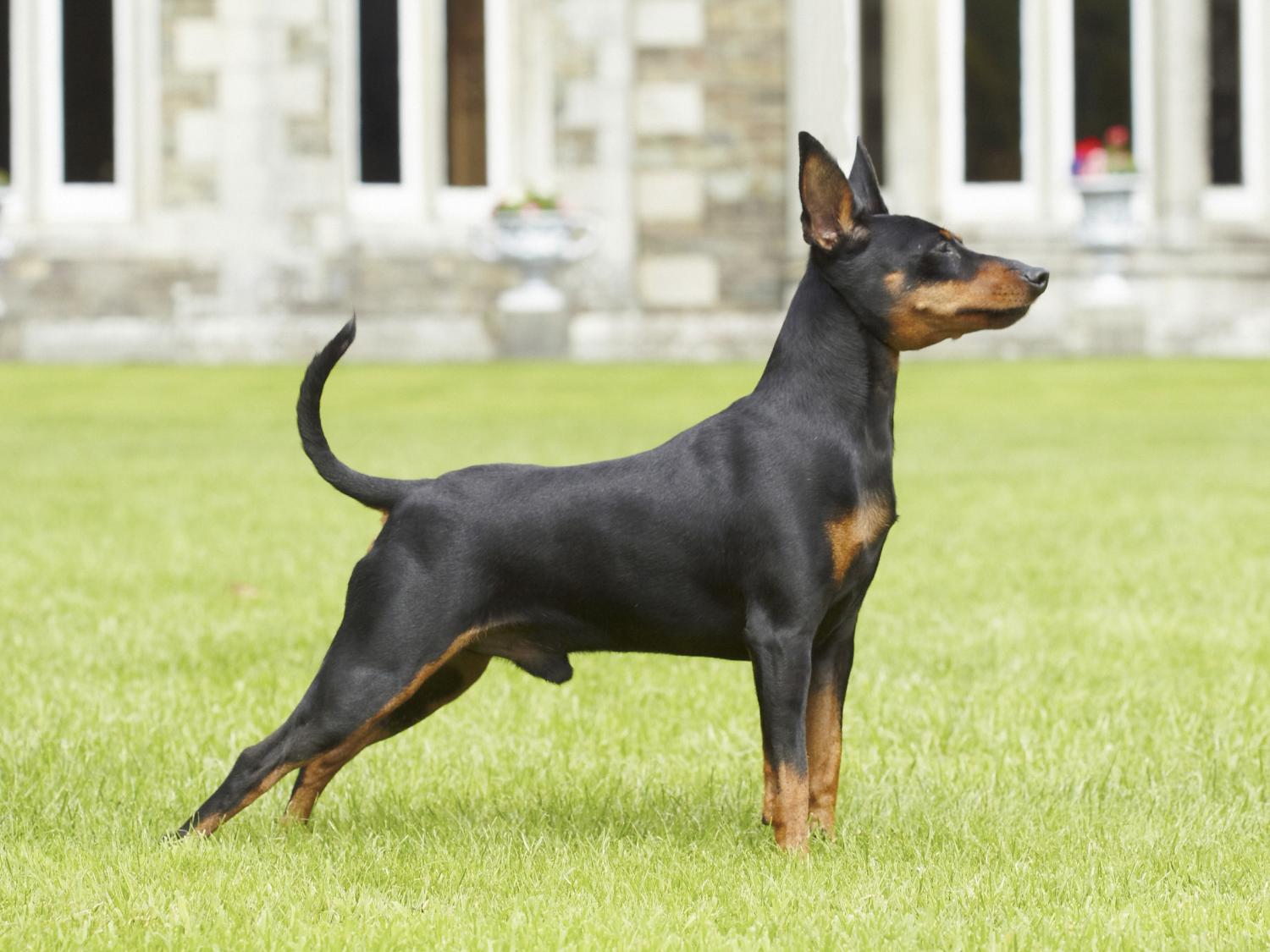 Le malattie congenite del Pinscher