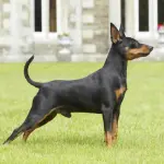 Le malattie congenite del Pinscher