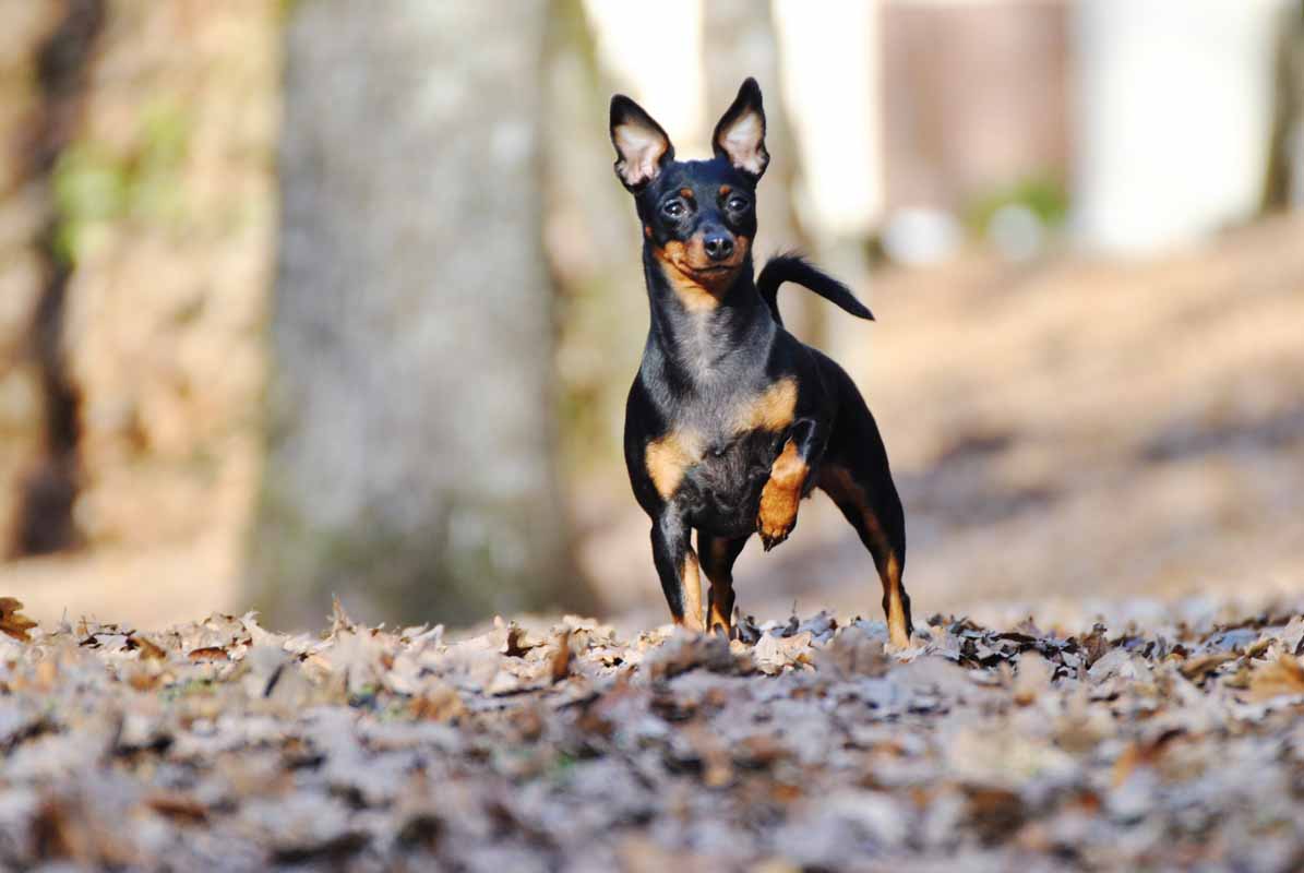 Pinscher e il suo addestramento