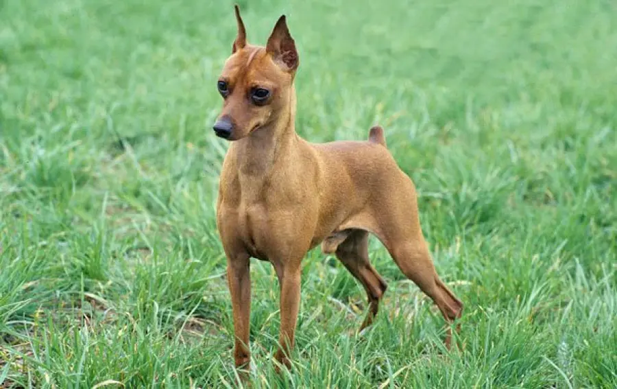 Vaccinazioni Pinscher e vermi intestinali