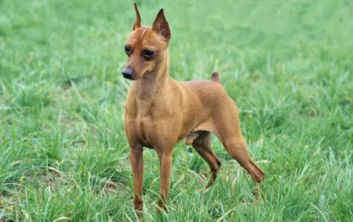 Vaccinazioni Pinscher e vermi intestinali