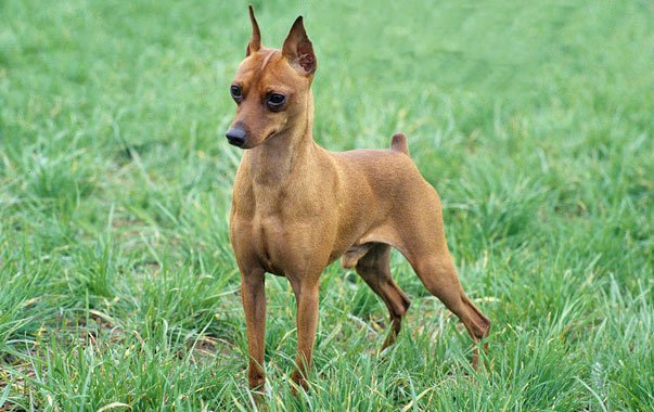 Vaccinazioni Pinscher e vermi intestinali