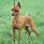 Vaccinazioni Pinscher e vermi intestinali