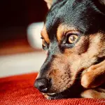 Sterilizzazione e castrazione nei pinscher
