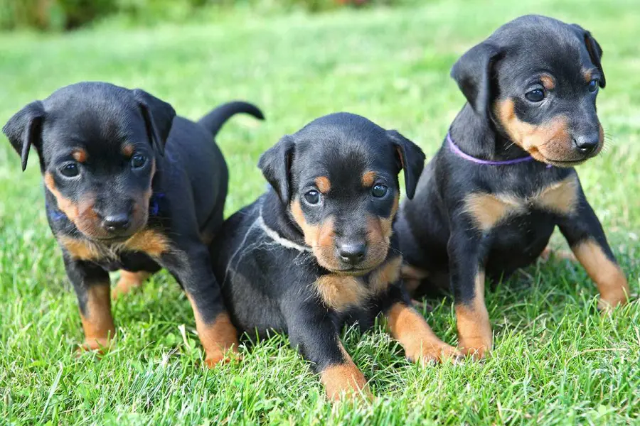 Come allevare cuccioli di Pinscher