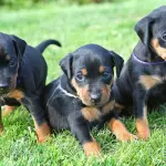 Come allevare cuccioli di Pinscher