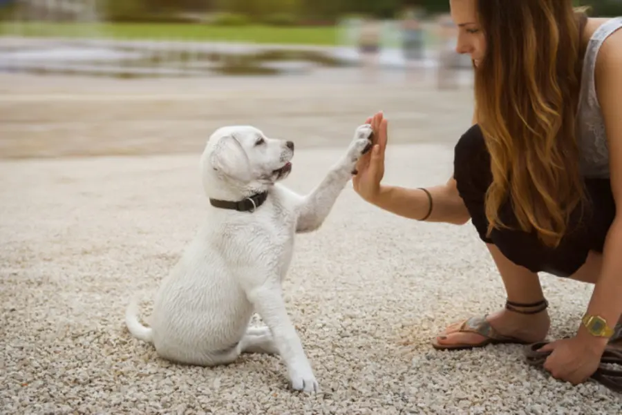 Come educare il proprio cane: i consigli più utili per farlo al meglio