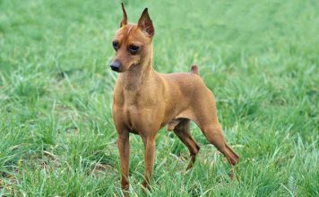 Vaccinazioni Pinscher e vermi intestinali