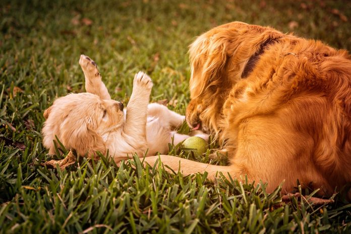 Cani di razza: quale cucciolo scegliere?